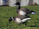 Brent Goose (WWT Slimbridge November 2013) - pic by Nigel Key